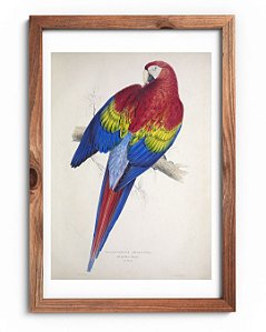 Araracanga por Edward Lear