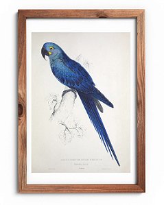 Arara-azul-de-lear por Edward Lear