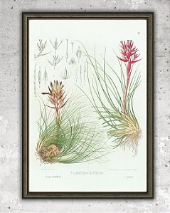 Prancha "Tillandsia globosa" por Liepoldt
