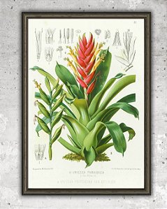 Prancha "Vriesea paraibica" por Liepoldt