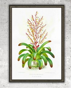 Prancha "Vriesea philippo-coburgi" por Liepoldt