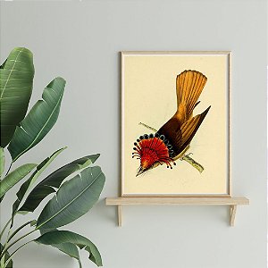 Prancha maria-leque-do-sudeste por William Swainson