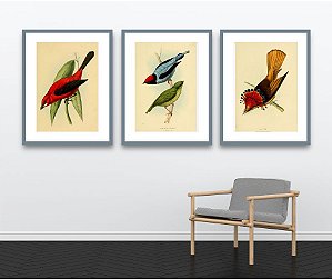 Coleção "Aves da Mata Atlântica por William Swainson"