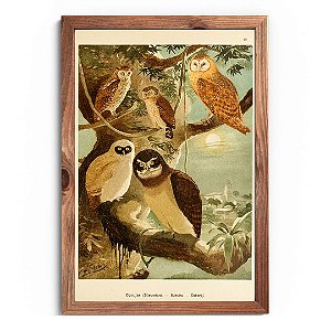 Prancha corujas da Amazônia por Ernesto Lohse