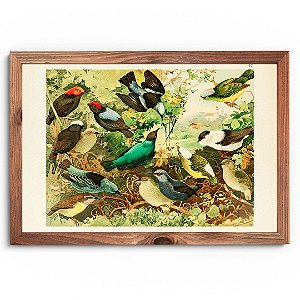 Prancha tangarás por Ernesto Lohse