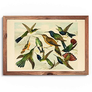 Prancha beija-flores da Amazônia por Ernesto Lohse