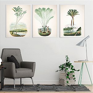 Coleção "Palmeiras, Rios & Paisagens Amazônicas por João Barbosa Rodrigues"