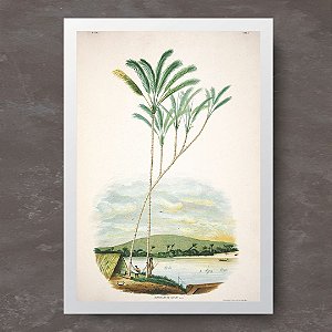 Prancha palmeira jauari no rio Tapajós por João Barbosa Rodrigues