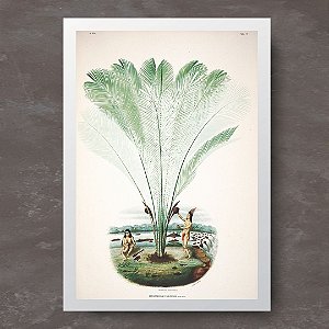 Prancha palmeira murumuru-iri no rio Yatapu por João Barbosa Rodrigues