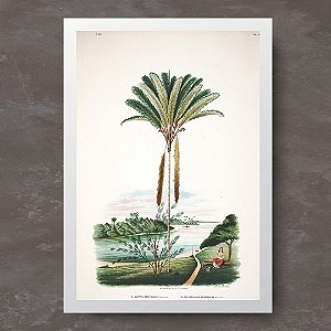 Prancha palmeira tucumã no rio Trombetas por João Barbosa Rodrigues