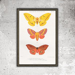 Prancha "Mariposas do Brasil, por Benedito da Silva"