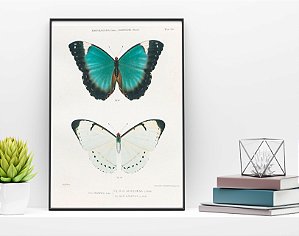 Prancha "Morpho por Benedito Raimundo da Silva"