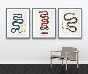 Coleção "Serpentes por Maximiliano Wied"