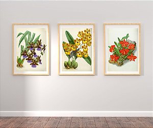 Coleção "Orquídeas por John Nugget Fitch"