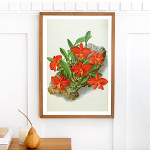 Prancha cattleya por Fitch