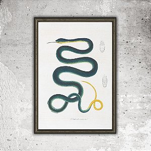 Prancha cobra verde por Maximiliano Wied