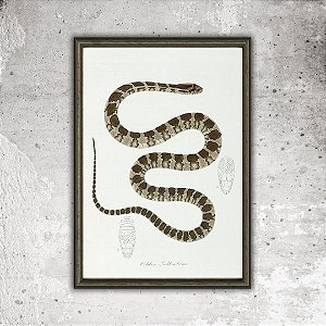 Prancha jararacuçu por Maximiliano Wied