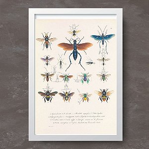 Prancha himenópteros por Wilhelm Siegrist