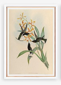 Prancha beija-flor-preto por John Gould