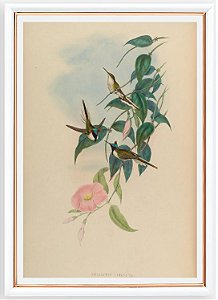 Prancha beija-flor-chifre-de-ouro por John Gould