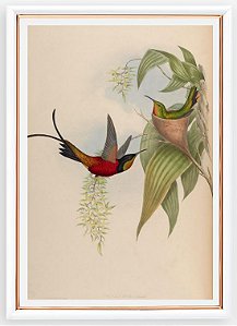 Prancha beija-flor-topázio-de-fogo por John Gould