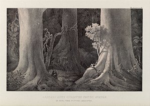 Prancha Amazônia por Martius