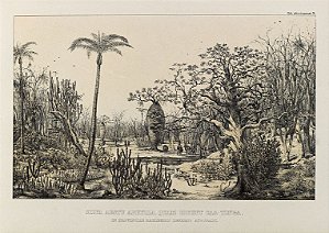 Prancha Caatinga por Martius