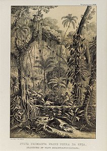 Prancha Mata Atlântica por Martius