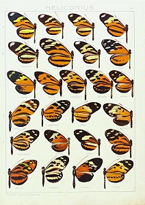 Prancha "Heliconius por Adalbert Seitz"