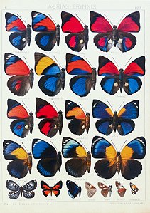 Prancha "Agrias por Adalbert Seitz"