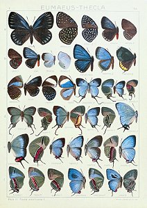 Prancha "Eumaeus por Adalbert Seitz"