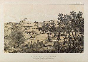 Prancha Cerrado por Martius