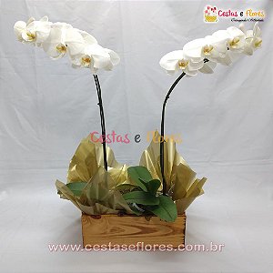 Orquídea PHALAENOPSIS Branca - Duas Hastes