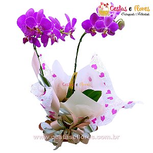 Orquídea Phalaenopsis Pink Plantada