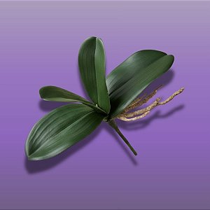 Haste Folha Permanente - Orquídea Phalaenopsis com Raiz - 28cm - 1 unidade - Cromus - Rizzo