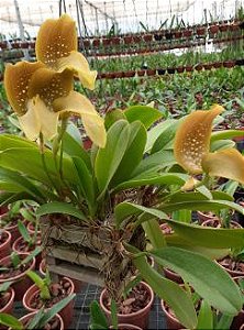 Bulbophyllum Grandiflorum
