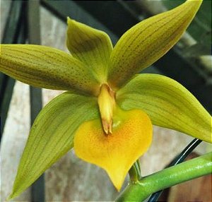 Cycnodes Opalina 'Baker's Green Goblin' AM/AOS