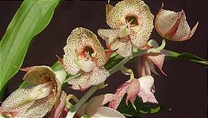 Catasetum Kidney bean