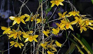 Dendrobium Hancockii
