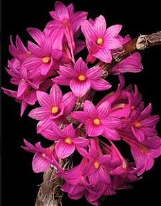 Dendrobium Goldschmidtianum