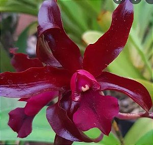 C. Chocolate Drop x Schumburgkia Superba