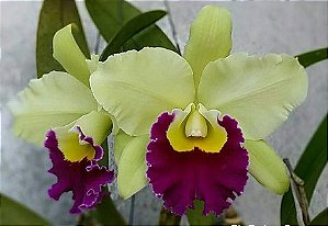 Rlc. Pratum Green