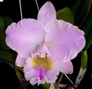 Blc. Turandot Guaxupe
