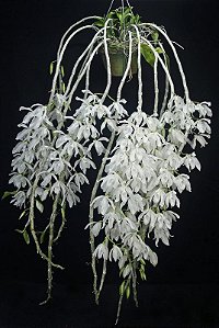 Dendrobium Anosmum Alba
