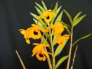 Dendrobium Denneanum