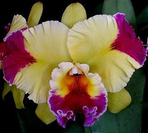 Rlc Hwa Yuan Grace