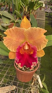 Blc. Miriam Suzuki 'Orange Crush' - Adulta