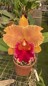 Blc. Miriam Suzuki 'Orange Crush' - Adulta - Orquidario Itaipava