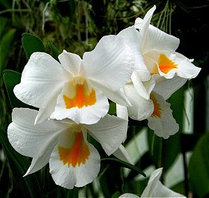 Dendrobium Formidable