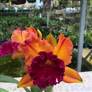 Rlc. Golden Paragon